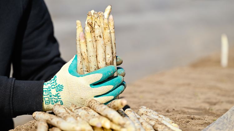 Noch ist es nicht so, dass Liebhaber überall heimischen Spargel kaufen können.