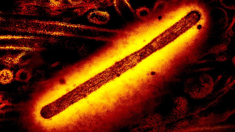 Noch ist das Vogelgrippe-Virus H5N1 nicht gut an den Menschen angepasst. Die Sorge ist aber, dass sich das bald ändern könnte.