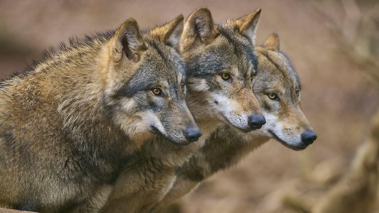 In Europa leben Schätzungen zufolge 21.500 Wölfe.