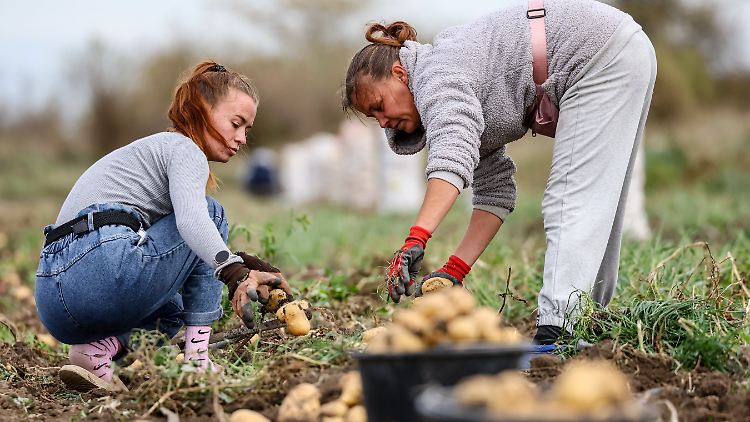 Die EU-Sanktionen treffen die russische Landwirtschaft schwer. 
