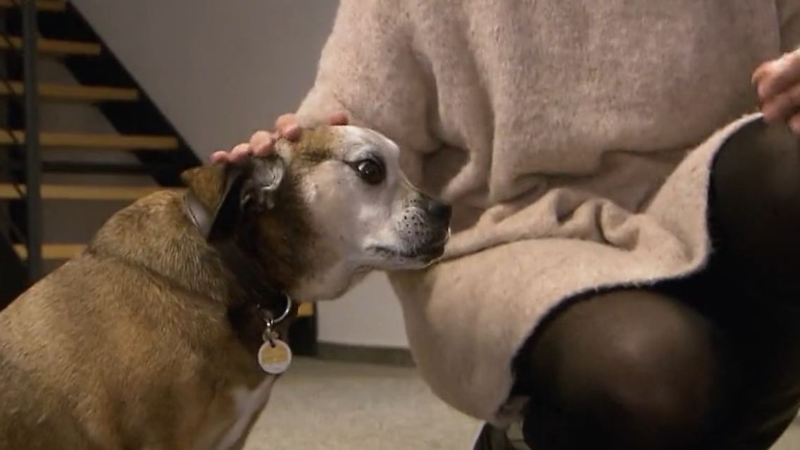 Bürohunde.jpg