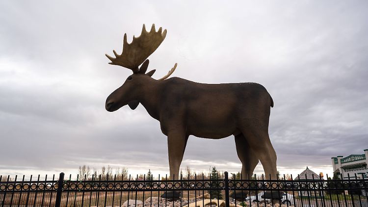 In der Nähe des Stahl-Elchs entscheidet sich im kanadischen Moose Jaw das Schicksal der deutschen Curler.