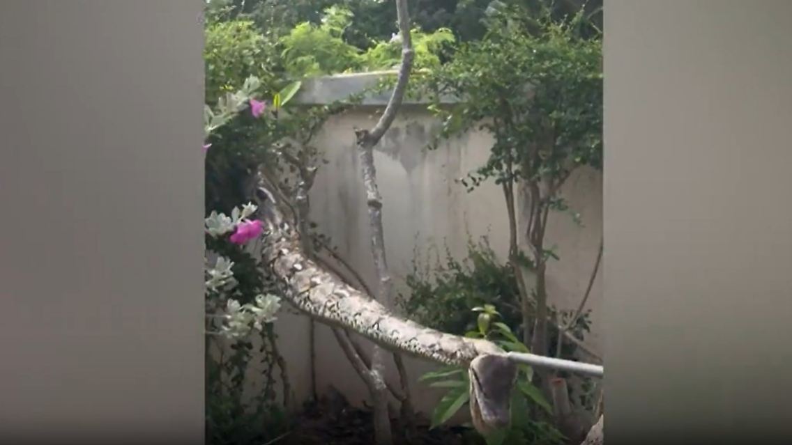 pythonThailand.jpg