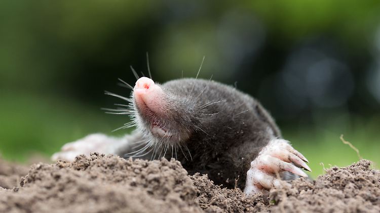 Unerwartete Gartenhilfe: Maulwürfe lockern den Boden und fressen Schädlinge.
