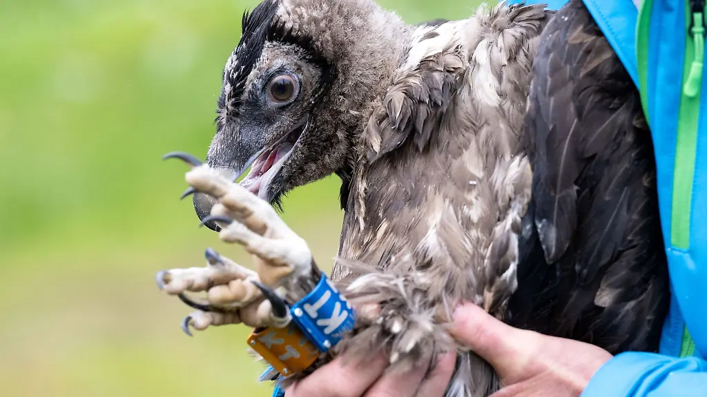 Das-Bartgeiermaennchen-Nepomuk-vor-seiner-Auswilderung