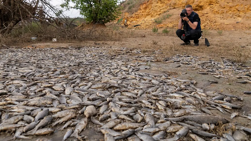 Ein-Mann-fotografiert-tote-Fische-nach-der-Zerstoerung-des-Kachowka-Staudamms-im-Kriegsgebiet-im-Sueden-der-Ukraine
