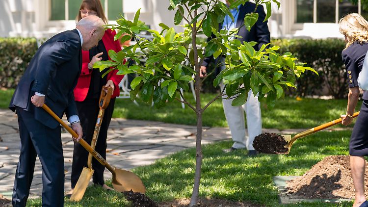 Vor wenigen Jahren pflanzte der damalige Präsident Joe Biden bereits einen Sprössling der Jackson-Magnolie ein.