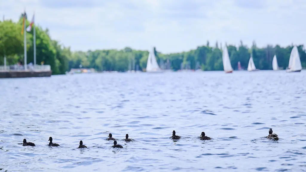 Eine-Entenfamilie-schwimmt-auf-einem-See