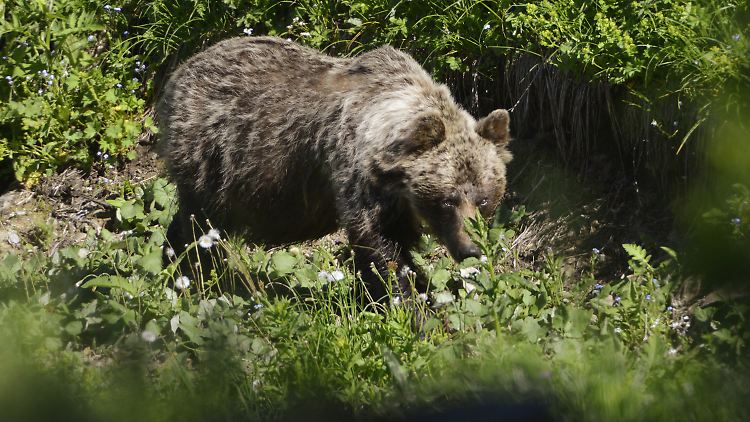 In der Slowakei gibt es rund 1200 freilebende Bären.