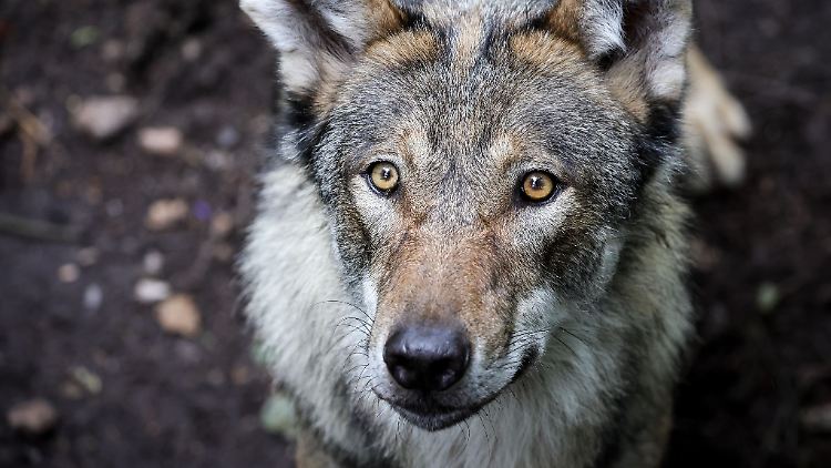 Bekannt aus Märchen - und zunehmend auch aus deutschen Wäldern: der Wolf.