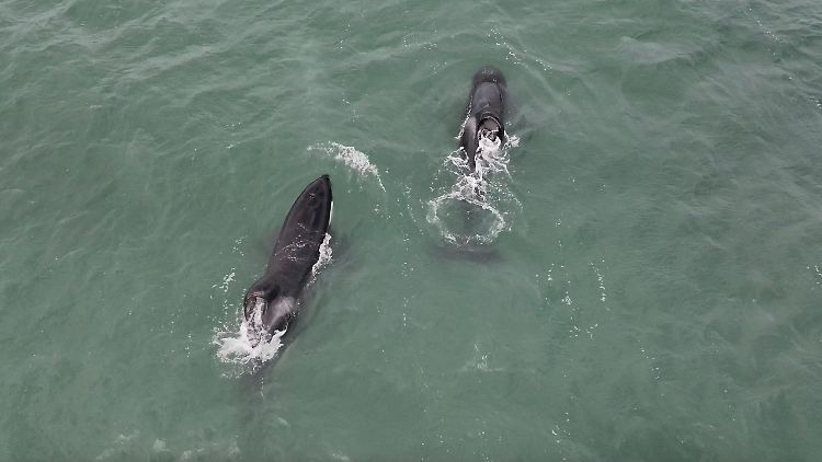 Vor der Küste Südafrikas sind diese beiden Orcas berühmt-berüchtigt: Port und Starboard.