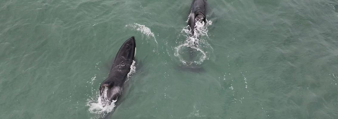 Port_&_Starbord_in_Mossel_Bay_-_July_2024_-_by_White_Shark_Ocean.jpg