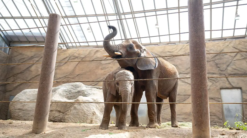 Das-Elefantenjunge-Neco-steht-im-Opel-Zoo-neben-seiner-Mutter-Christina