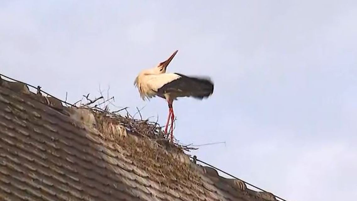Störceh_Ärger.JPG