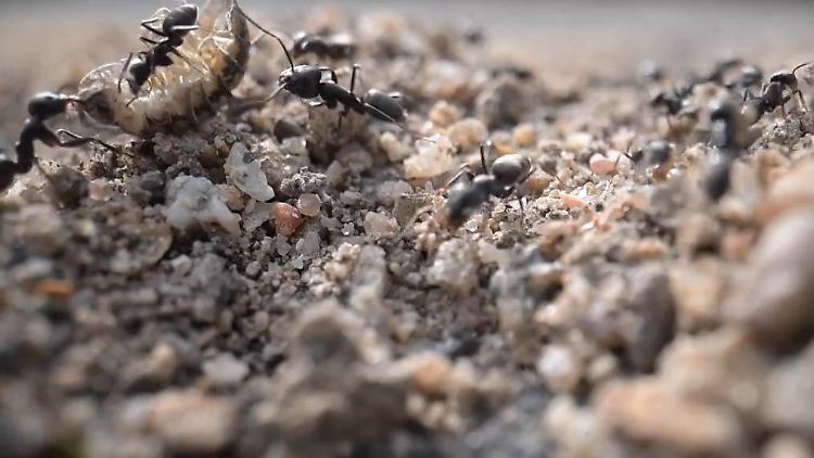 Ameisen.jpg