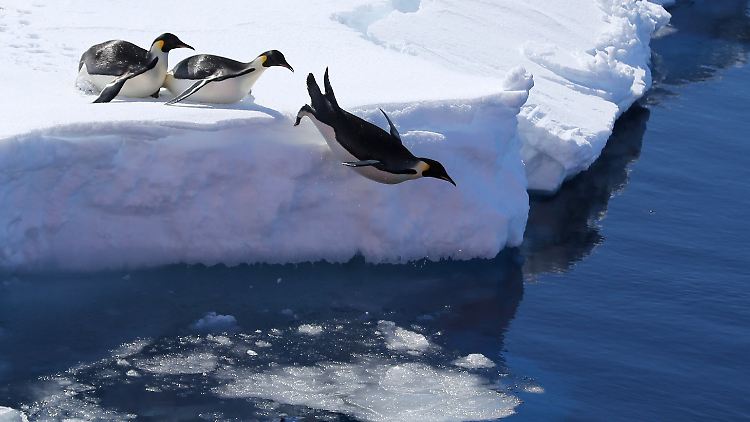 Exportieren diese Pinguine Elektrowaren nach Amerika? Falls ja, müssen sie nun Zölle berappen. 