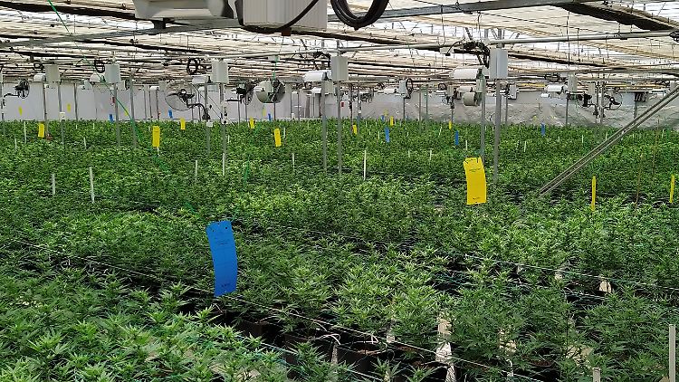 Blick in ein Gewächshaus des Cannabisherstellers MG Health in den Maloti-Bergen im Hochland von Lesotho.