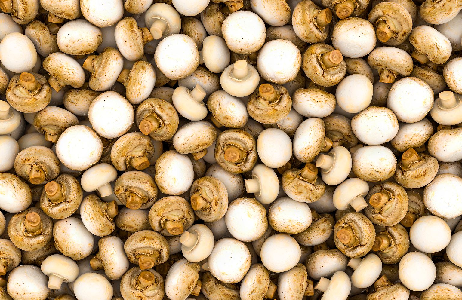 Wenn es um Pilze geht, denken die meisten als Erstes an beliebte Speisepilze wie Champignons, Steinpilze oder Pfifferlinge. Dabei gibt es Millionen verschiedener Arten, ...
