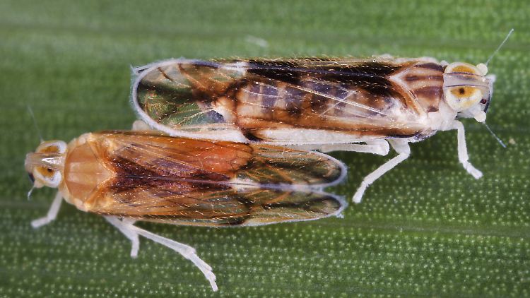 In Norddeutschland wurden bisher nur wenige Exemplare entdeckt, im Süden macht sie aber bereits enorme Probleme: die Grasflügelzikade. 