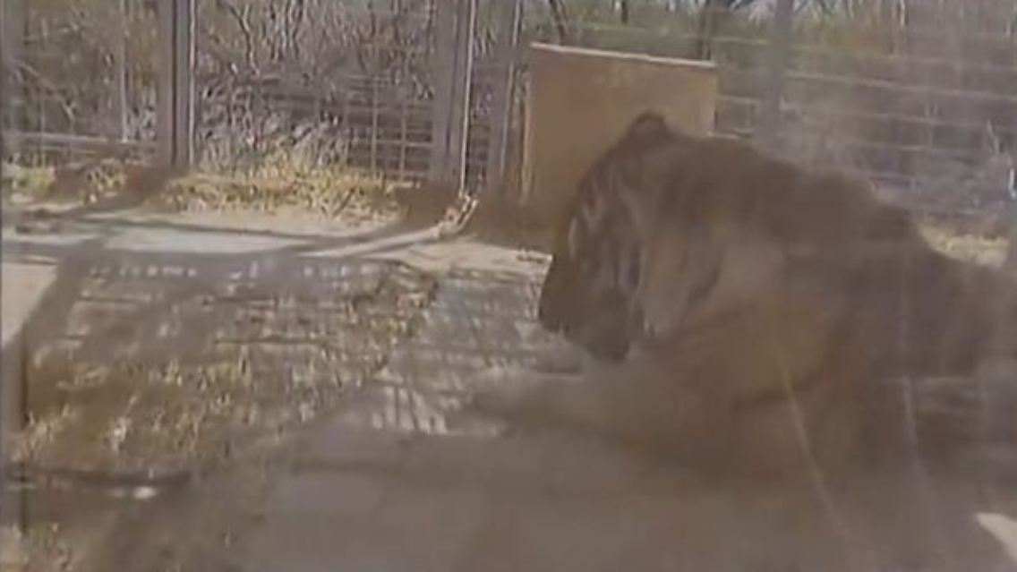 tiger.JPG