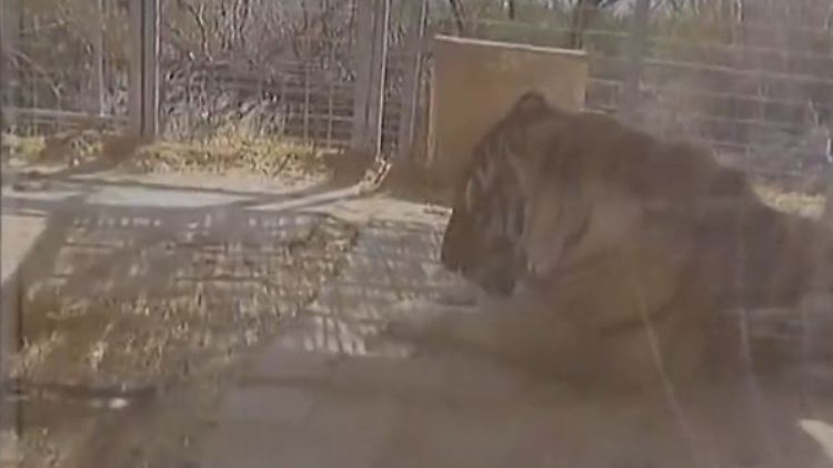 tiger.JPG