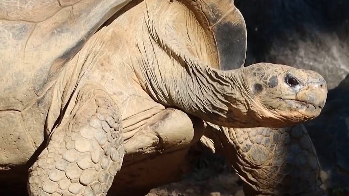 Schildkrötenpaar.jpg