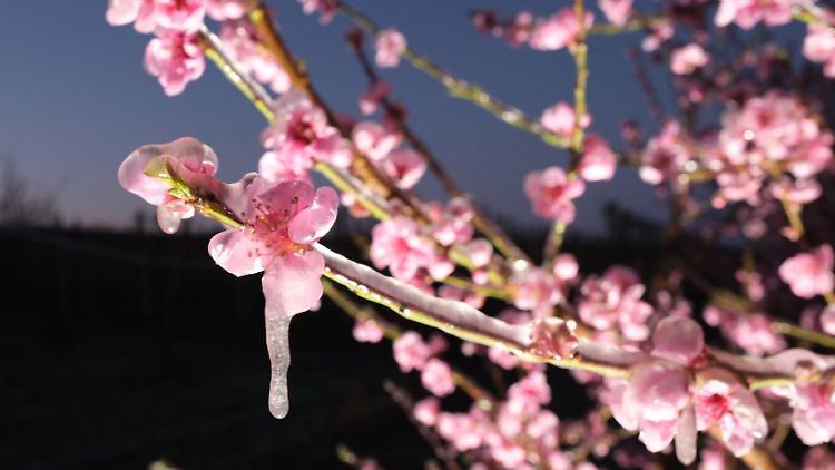 Pfirsichblüten sind auf einer Plantage in Sachsen-Anhalt mit einer Eisschicht überzogen. Bauern schützen die Blüten, indem sie die Bäume mit Wasser besprühen.