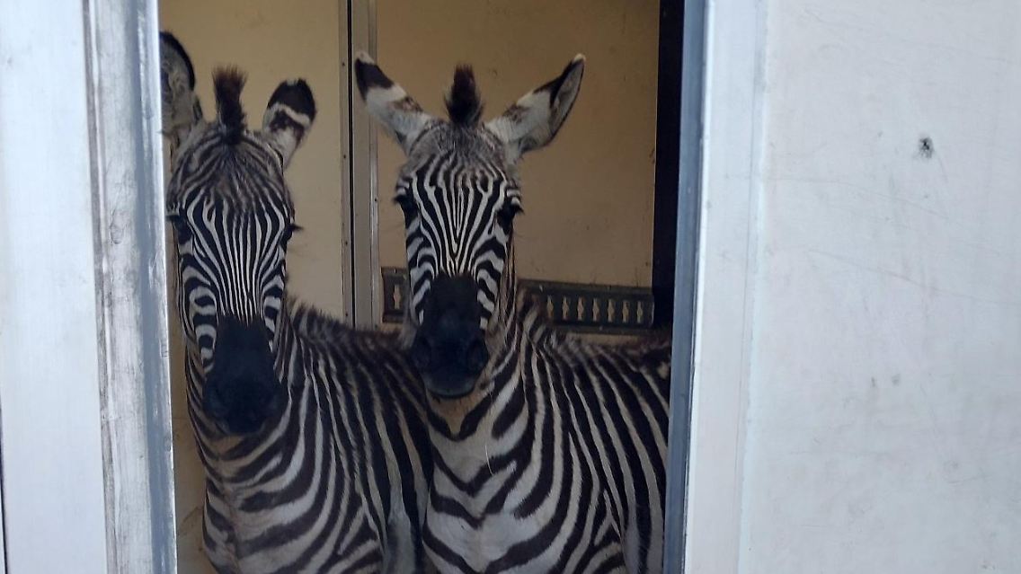 Die beiden Zebras waren wohl nicht für einen Zoo bestimmt.