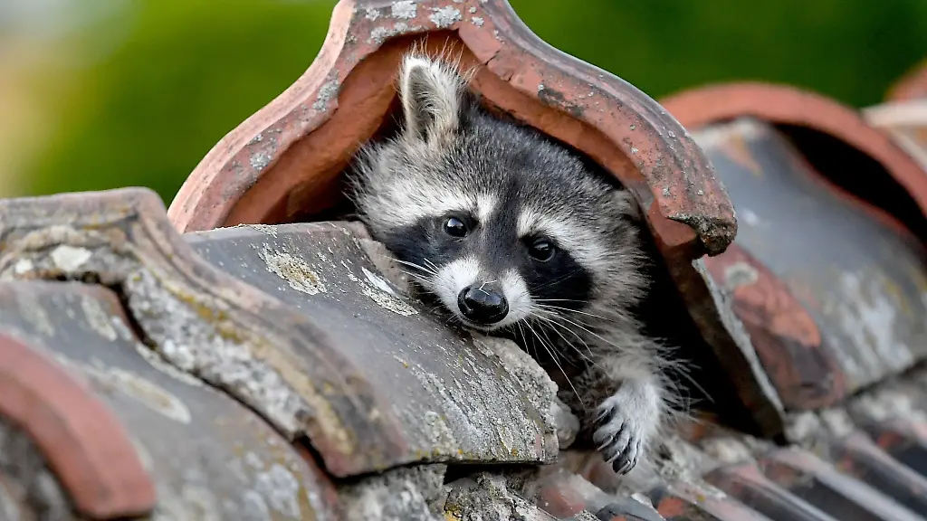 Ein-Waschbaer-guckt-aus-seinem-Versteck