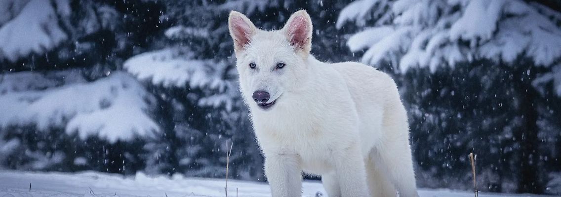 dire wolf.jpg