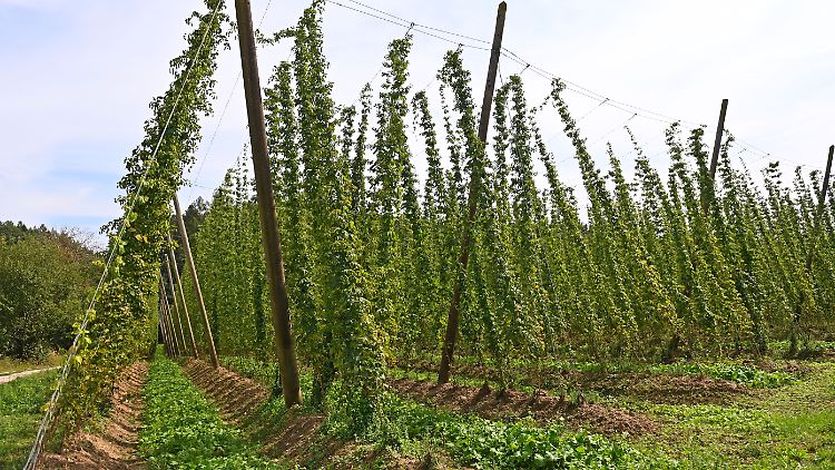 Hopfen ist eine der entscheidenden Zutaten für Bier - zumindest laut dem deutschen Reinheitsgebot.