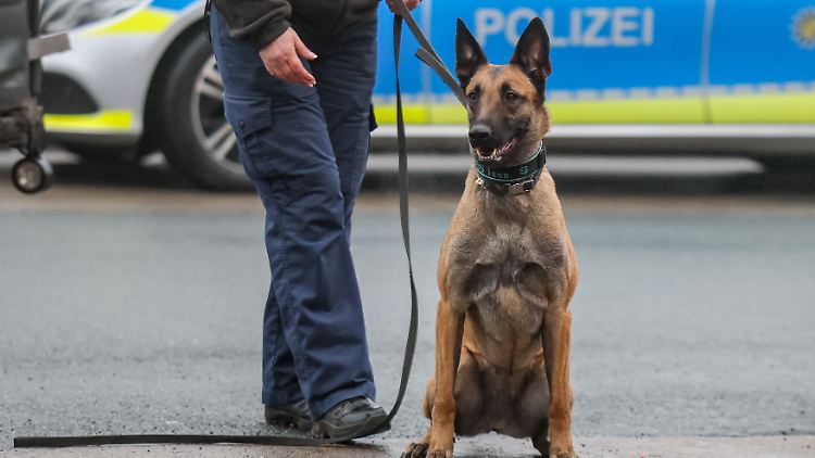 Bei Polizei, Bundespolizei, Bundeswehr und Zoll in Deutschland arbeiten rund 3500 Diensthunde.