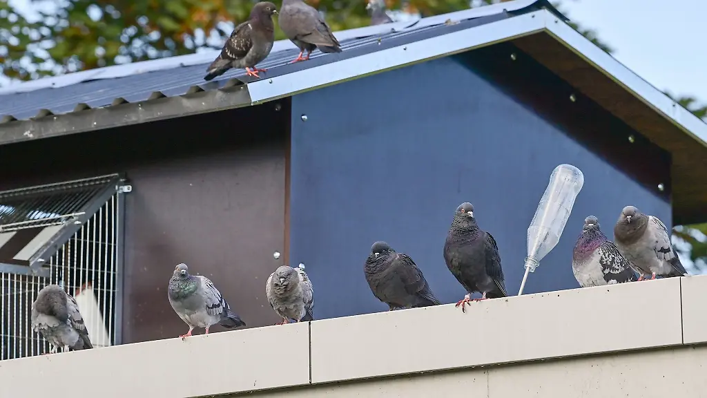 Tauben-stehen-am-Eingang-zum-Taubenhaus-auf-dem-Dach-vom-Fahrradparkhaus