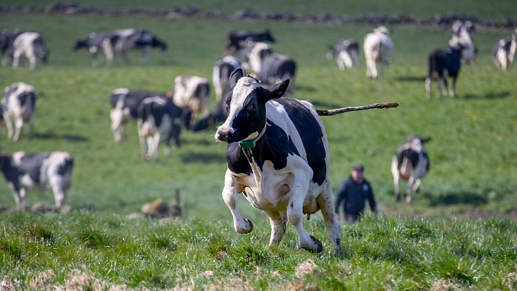 12.000 Landwirte wären in der neuen Arla-Genossenschaft vereint.