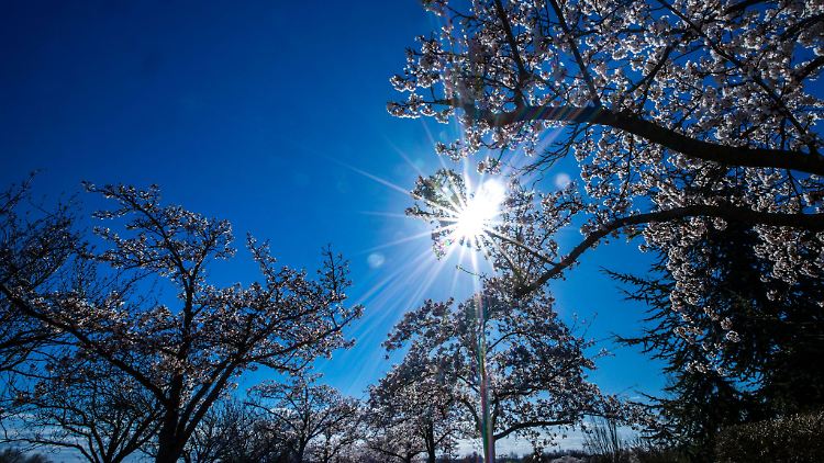 Kirschblüten im Sonnenschein: Am Wochenende wird die 25-Grad-Marke geknackt.