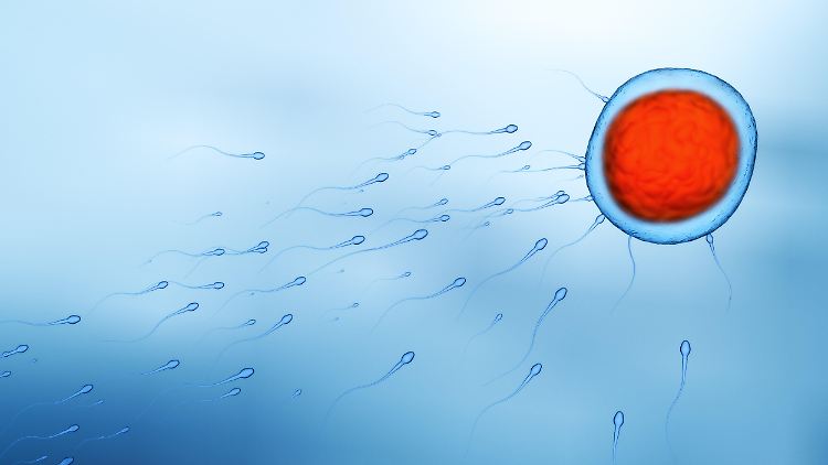 Möglicherweise ist es eine durch Kälte ausgelöste Veränderung in den Spermien, welche die Gesundheit von Kindern prägt, schreiben die Forscher.
