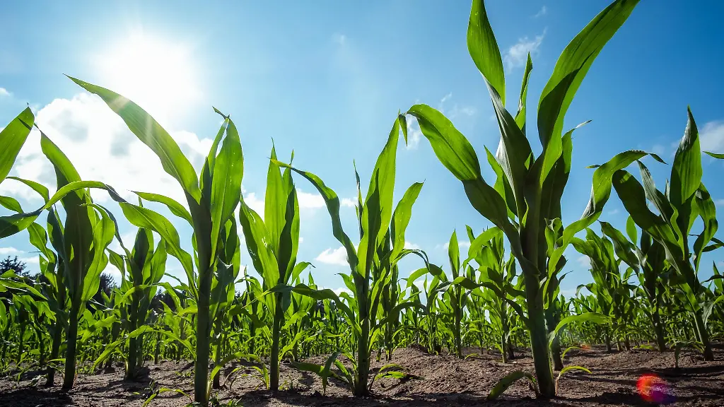Unter-das-EU-Gentechnikrecht-fallen-unter-anderem-Methoden-bei-denen-artfremde-Gene-in-eine-Pflanze-eingebracht-werden-etwa-Gene-aus-einem-Bakterium-in-Mais