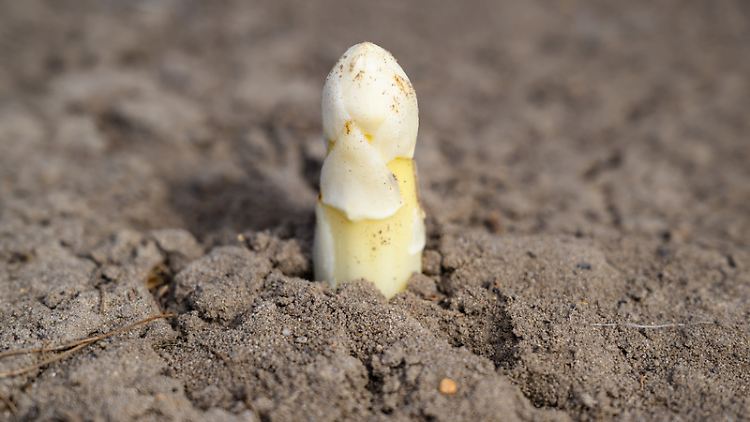 Spargel wird meist gestochen, bevor er seine Spitze aus der Erde streckt.