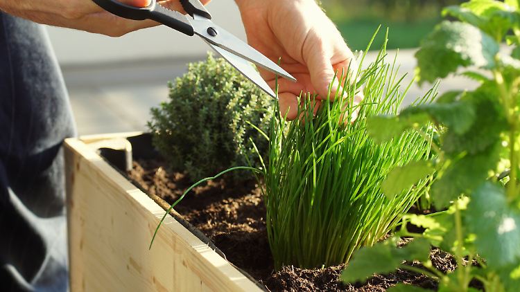 Mini-Garten trotz Mietwohnung in der Stadt: Ein passend ausgewähltes Hochbeet kann den Balkon enorm aufwerten.