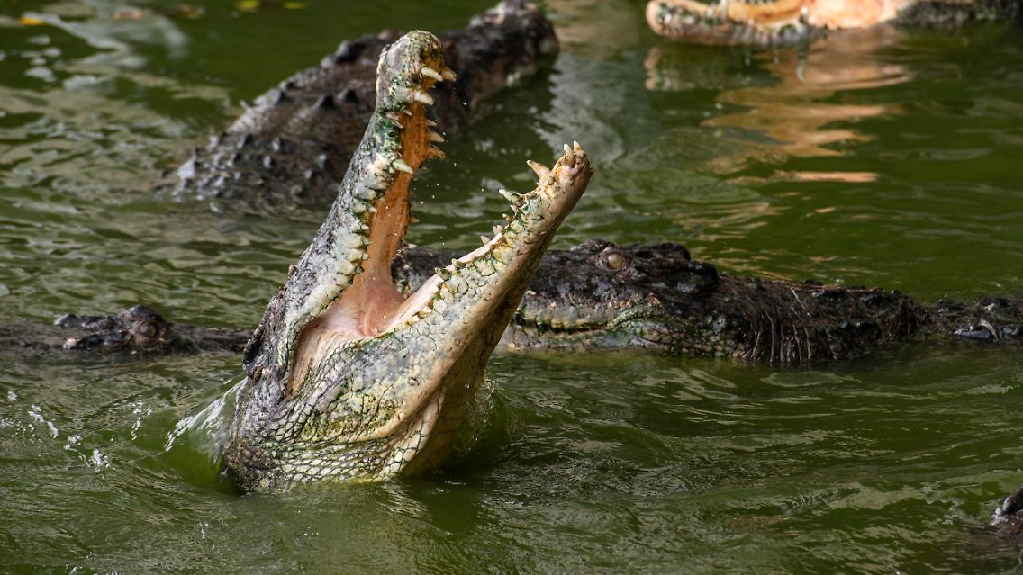 Fressen und gefressen werden: Siam-Krokodile in freier Wildbahn.