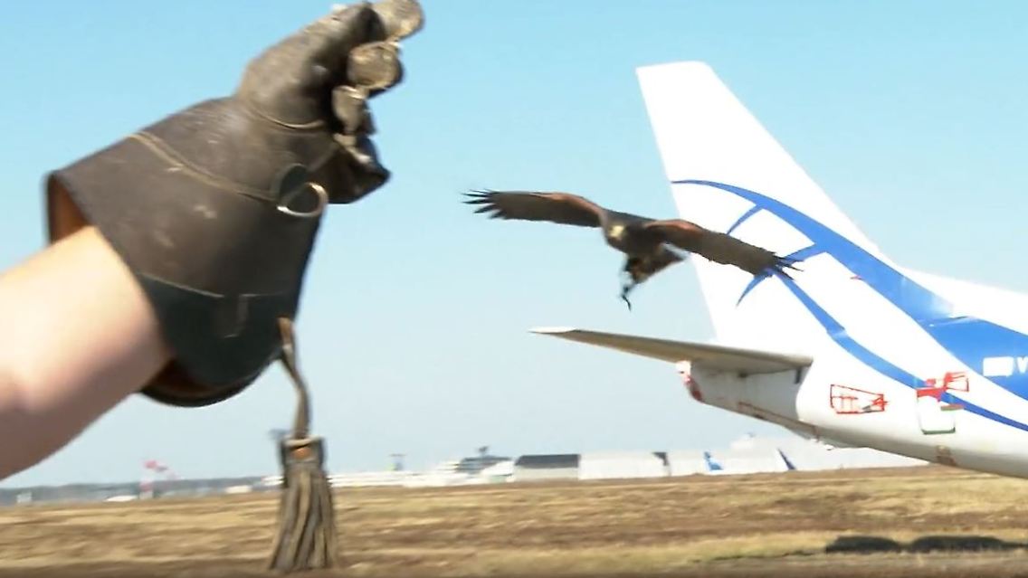 RaubvogelFlughafen.JPG