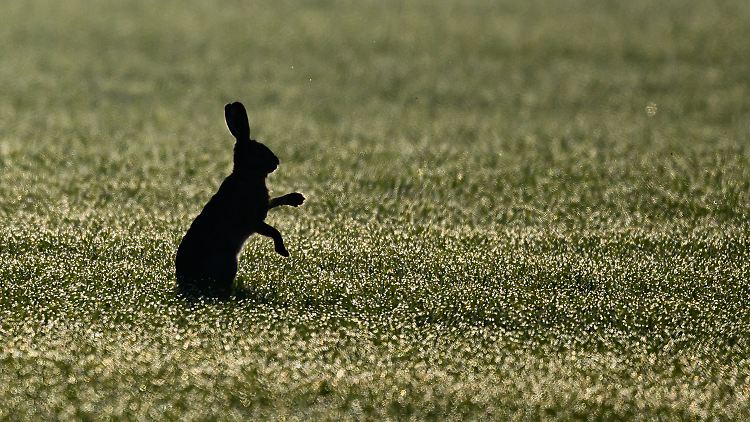 Der Feldhase stammt ursprünglich aus der Steppe - weshalb ihm trockenes Wetter zugute kommt.