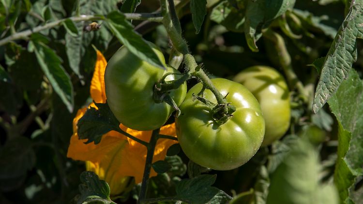 Noch nicht reife Tomaten auf einer Plantage im mexikanischen Santa Clara Pueblo. 