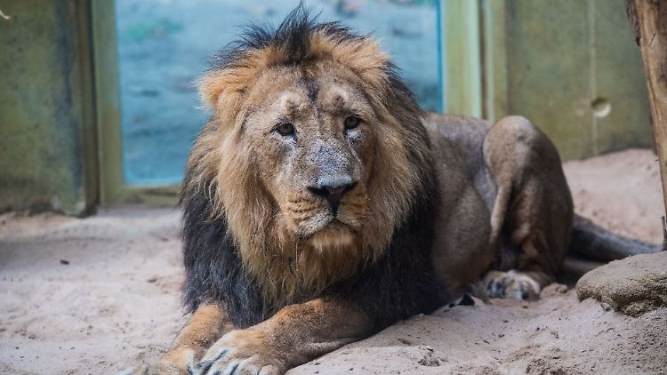 Nach fast acht Jahren im Frankfurter Zoo ist der Löwe Kumar dort eingeschläfert worden. (Archivbild)