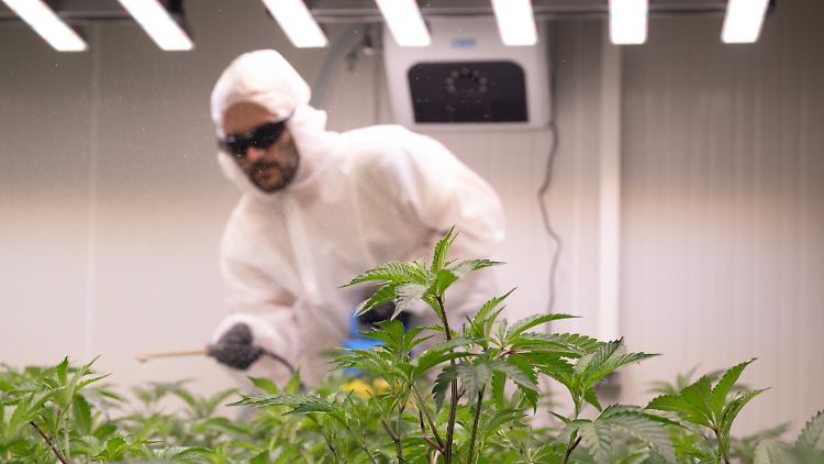 Ein Mitarbeiter des "Cannabis Social Clubs Rhoihesse" düngt Hanfpflanzen.
