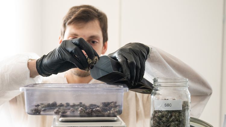 Anbauvereinigungen dürfen ihr Gras verkaufen, allerdings ausschließlich an Mitglieder.