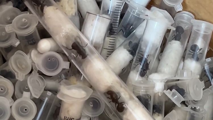 Ameisen Schmuggel.jpg