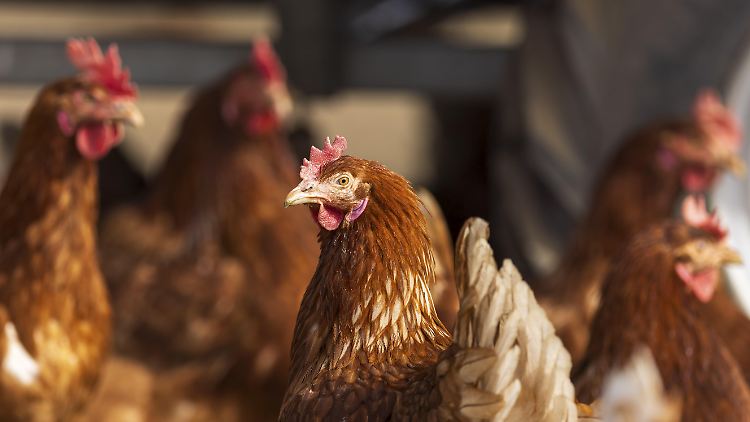 Hühner begleiten bereits seit Jahrtausenden die Menschen.