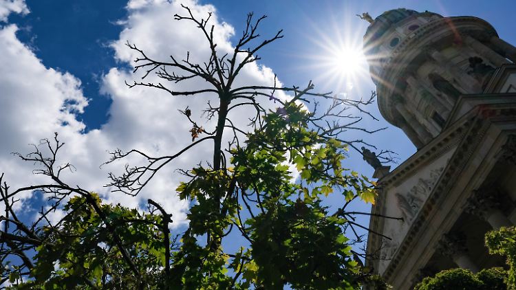 Vertrocknete Zweige eines Kugelahornbaums auf dem Gendarmenmarkt in Berlin: Stadtbäume sind Schattenspender und natürliche Klimaanlagen - wenn sie richtig gedeihen können.