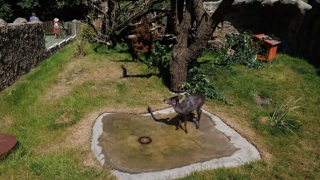 Ein-Schopfhirsch-steht-in-einem-Aussengehege